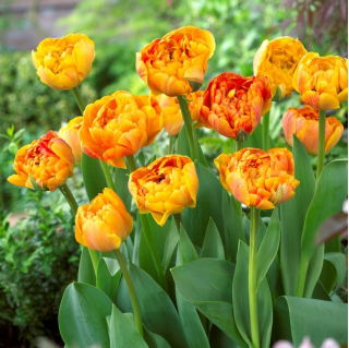 Tulipan Sunlover - opak. 5 szt.