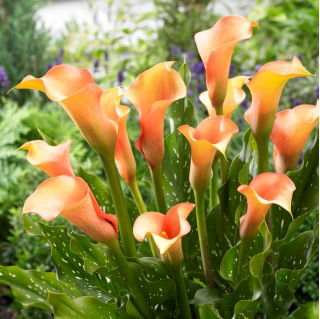 Calla Cameleon