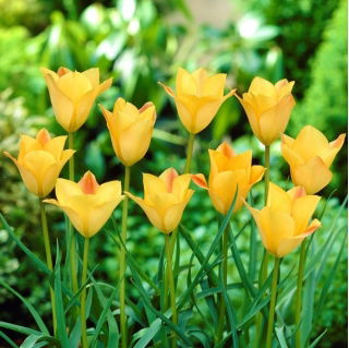 Tulipan Batalinii Bronze Charm - 5 szt.