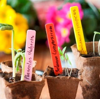 Kolorowe etykiety do oznaczania sadzonek i siewek 10 cm - 3 szt.