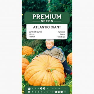 Dynia olbrzymia - Atlantic Giant - gigantyczne owoce, nawet 300 kg - 12 nasiona