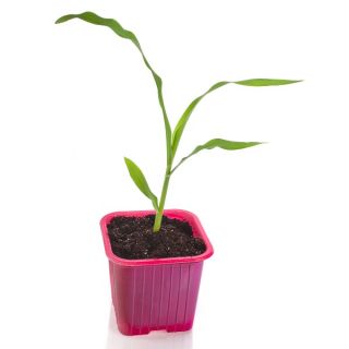 Doniczka kwadratowa różowa 6x6 cm - 30 szt.