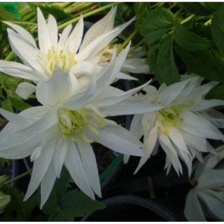 Powojnik - Clematis - Albina Plena – sadzonka 60-70 cm