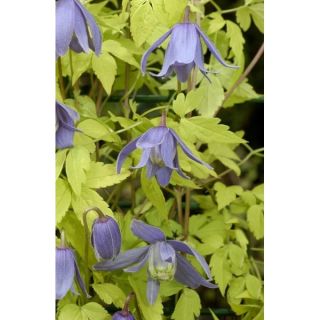 Powojnik, clematis Stolwijk Gold - sadzonka w pojemniku P9