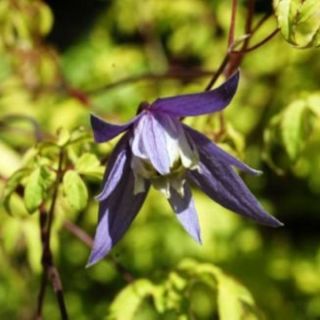 Powojnik, clematis Stolwijk Gold - sadzonka w pojemniku P9