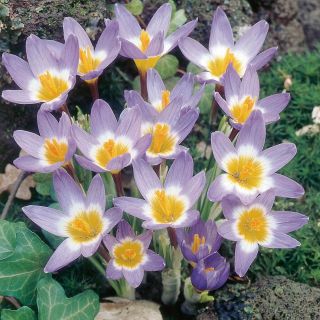 Krokus Tricolor - 10 cebulek
