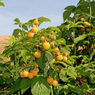 Malina żółta Golden Queen - sadzonka w pojemniku C1