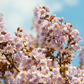 Paulownia omszona – drzewko cesarzy