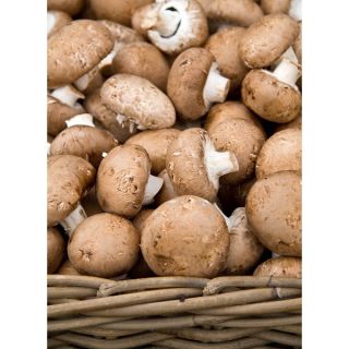 Pieczarka brązowa - zestaw do uprawy w domu i ogrodzie - 10 kg