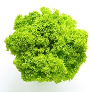 Sałata liściowa karbowana - Lollo Bionda - 1200 nasion
