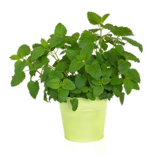 Melisa cytrynowa - 1000 nasion