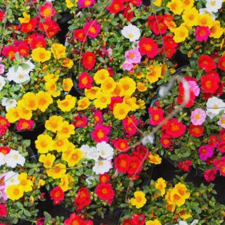 Portulaka - 4500 nasion