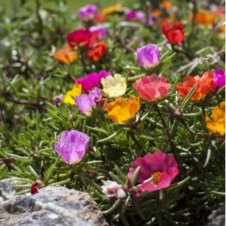 Portulaka - 4500 nasion