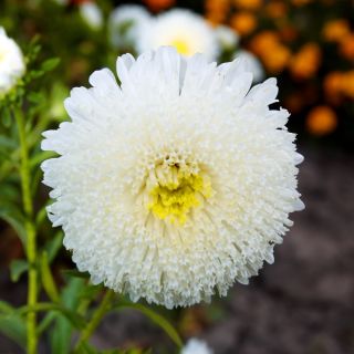 Aster chiński książęcy - 500 nasion