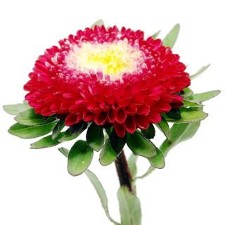 Aster chiński Gusford Supreme - 500 nasion