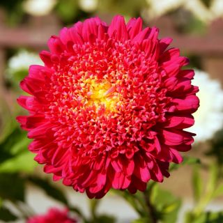Aster książęcy - 625 nasion