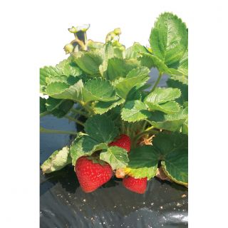 Folia perforowana do ściółkowania truskawek - 1,4 m x 10 m