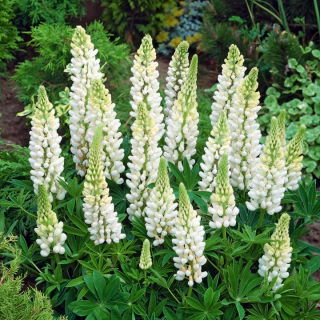 Łubin biały - White - 1 kłącze