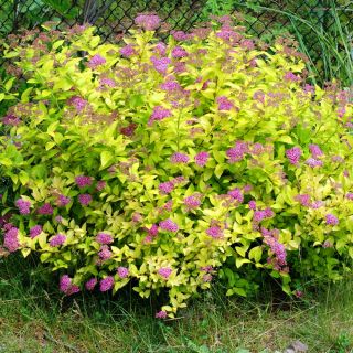 Tawuła japońska Goldmound - sadzonka w pojemniku P9