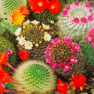 Mamilaria - kaktus meksykański - 50 nasion
