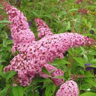 Budleja Dawida różowa Pink Delight - Krzew motyli - sadzonka w pojemniku C2