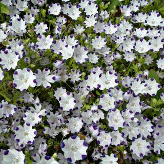 Porcelanka plamista (Nemophila maculata) - 200 nasion