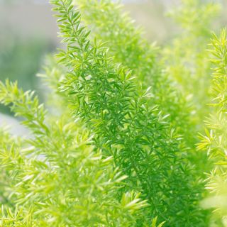 Asparagus ozdobny - 10 nasion