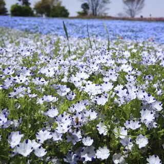 Porcelanka plamista (Nemophila maculata) - 200 nasion