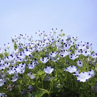 Porcelanka plamista (Nemophila maculata) - 200 nasion