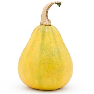 Dynia gruszkowata