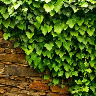 Bluszcz irlandzki - Hedera hibernica - sadzonka 40-50 cm