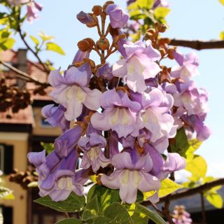 Paulownia omszona – drzewko cesarzy