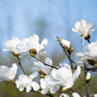 Magnolia Loebnera Merrill - sadzonka w pojemniku C1