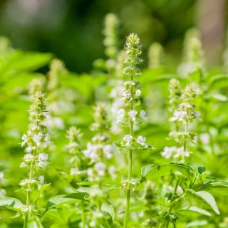 Bazylia Floral Spires - 30 nasion