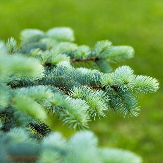 Daglezja glauca - 20 nasion