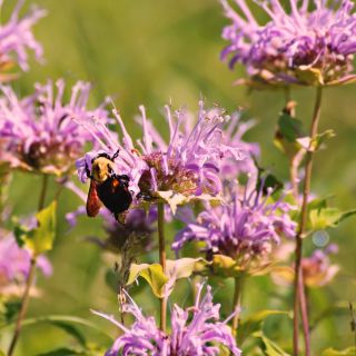 Monarda, Pysznogłówka cytrynowa - 180 nasion