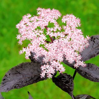 Czarny bez Black Lace - sadzonka w pojemniku C1-C2