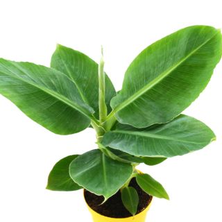 Banan domowy - 5 nasion
