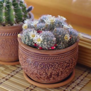 Mamilaria - kaktus meksykański - 50 nasion