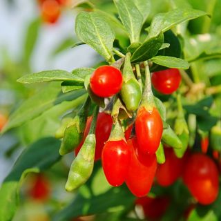Kolcowój szkarłatny - Jagody goji - 110 nasion