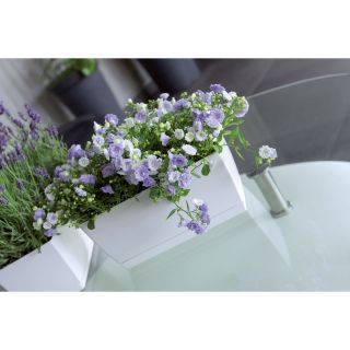 Podłużna doniczka z podstawką Coubi 24 x 12 cm - Ziołówka - Biała - Prosperplast