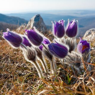 Sasanka - Anemone pulsatilla - fioletowa