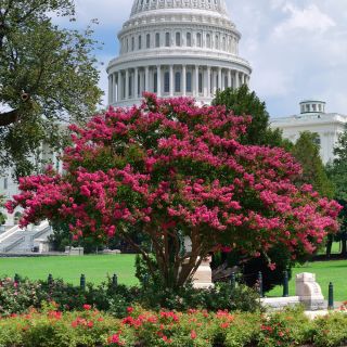 Lagerstroemia - 40 nasion