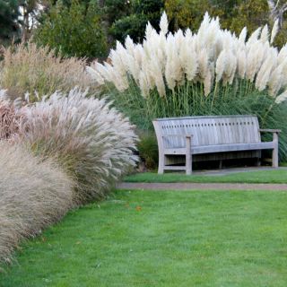 Trawy ozdobne - mieszanka - 200 nasion