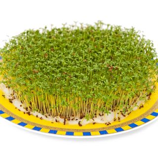 Rzeżucha - nasiona na kiełki - 2250 nasion