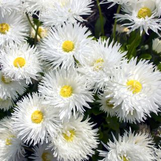 Złocień o kwiatach półpełnych Crazy Daisy - 160 nasion