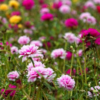 Portulaka pełna - 4500 nasion