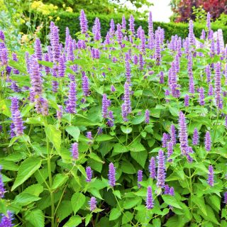 Agastache, Kłosowiec - 210 nasion