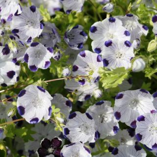 Porcelanka plamista (Nemophila maculata) - 200 nasion