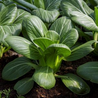 Kapusta chińska Pak-Choi - 500 nasion